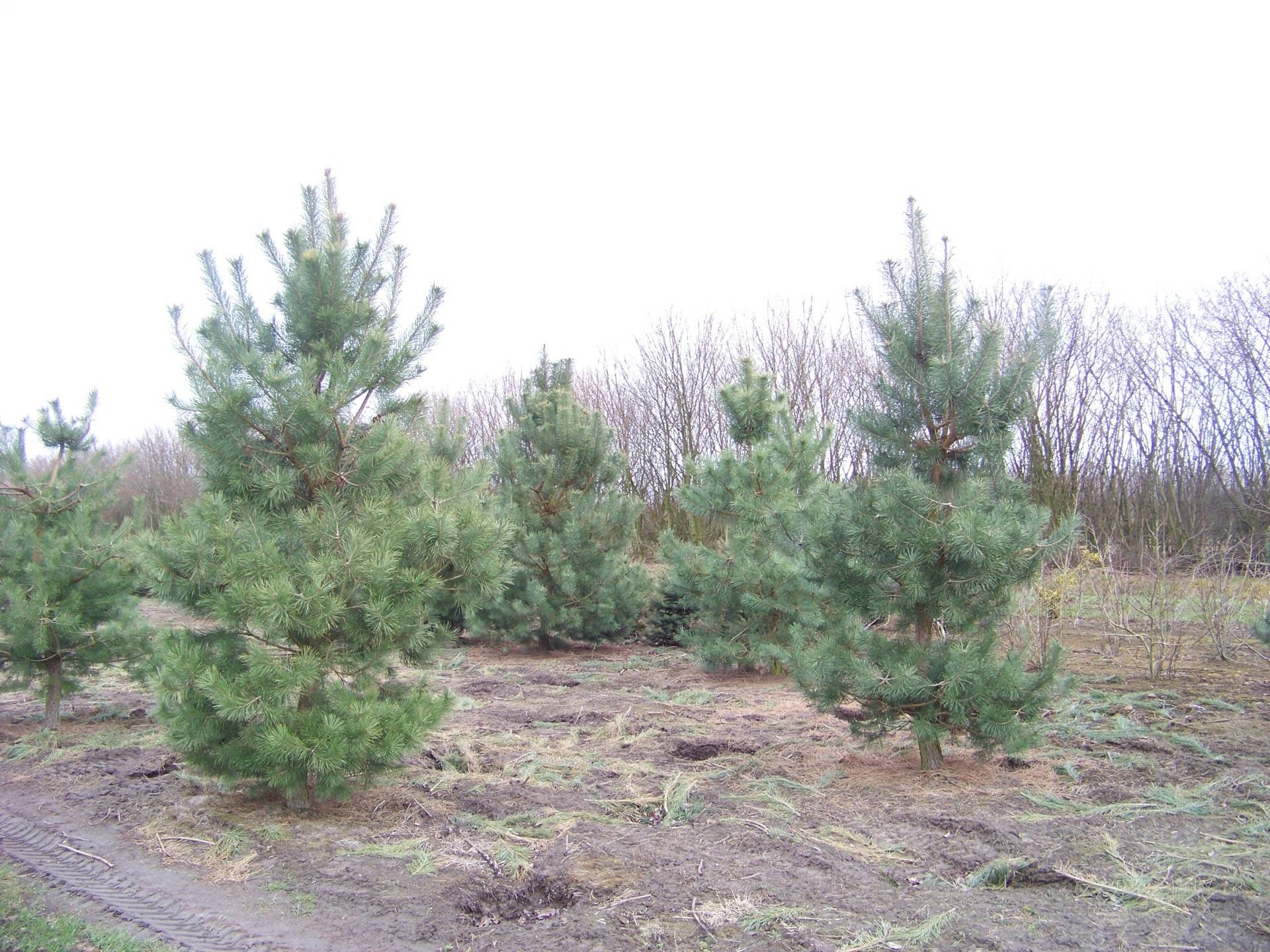 Pinus sylvestris_06